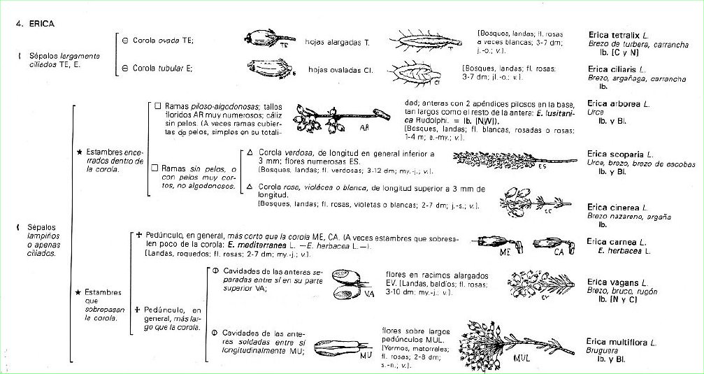 Lamazares_Clasificación_BONNIER_Ericáca