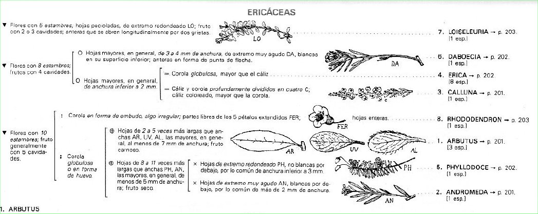 Lamazares_Clasificación_BONNIER_Ericáceas