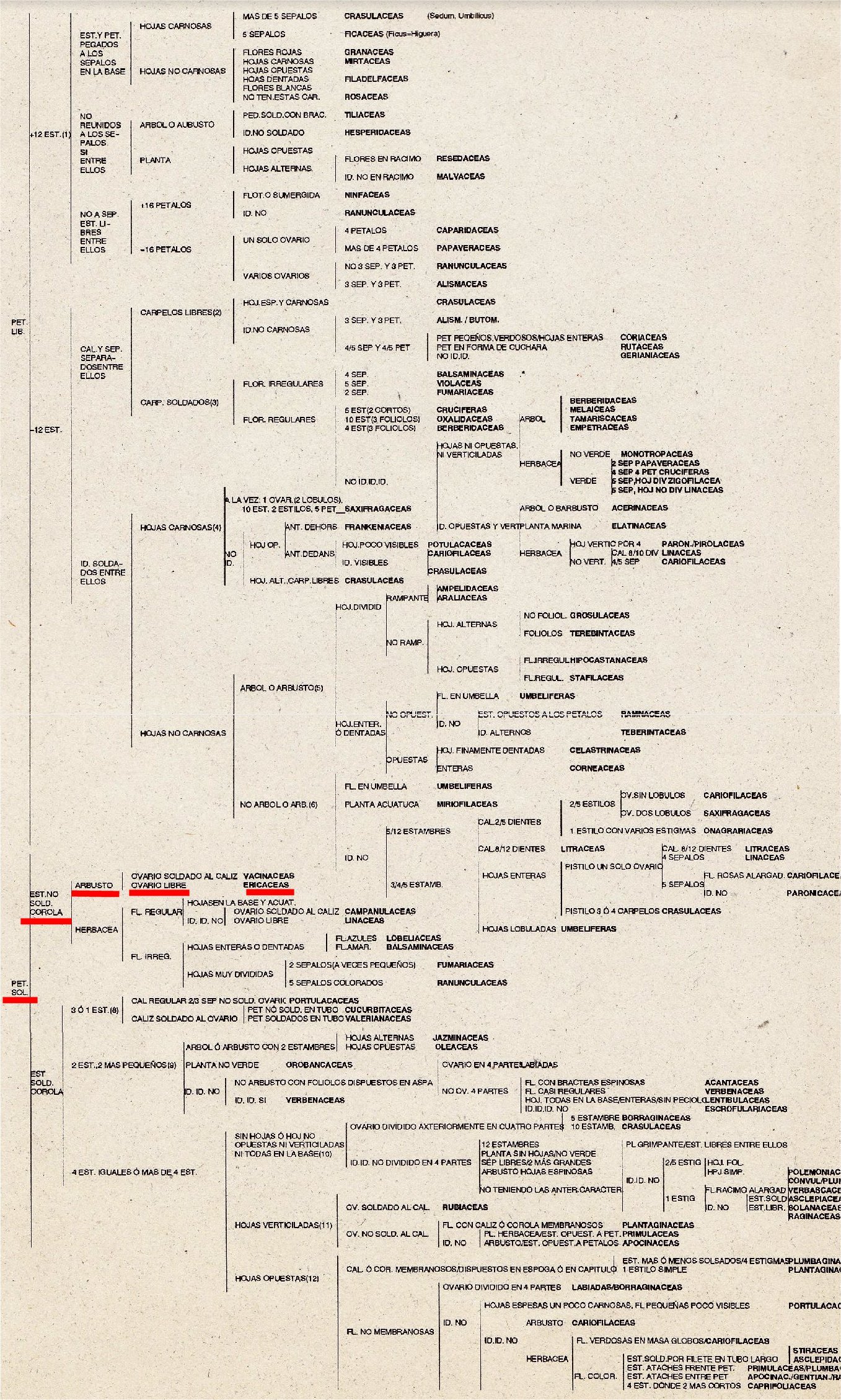 Lamazares_CuadroPlantasBonnier_rev